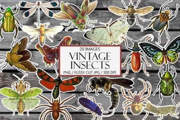 Download Vintage Insects Clipart and Fussy Cut - Insects Collection