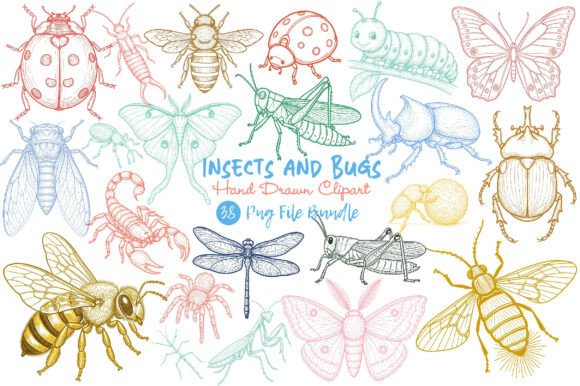 Download Hand Drawn Insects and Bugs Clipart - Premium Resources