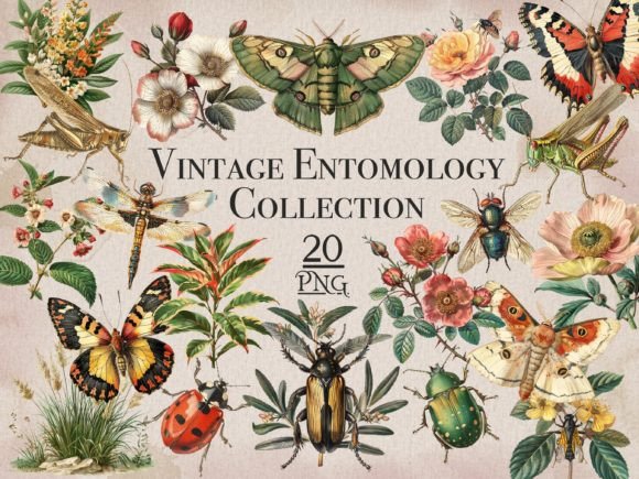 Download Vintage Insects &amp; Plants PNG Bundle - Insects Collection