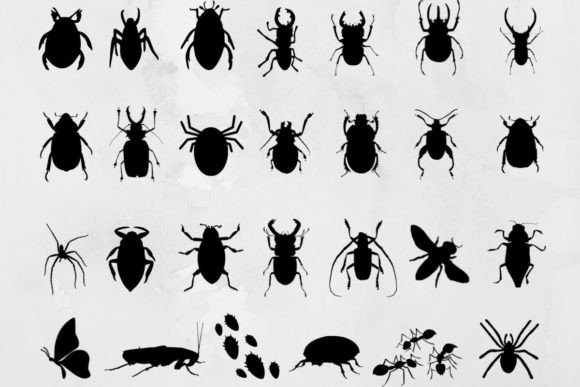 Download Insects - Insects Collection
